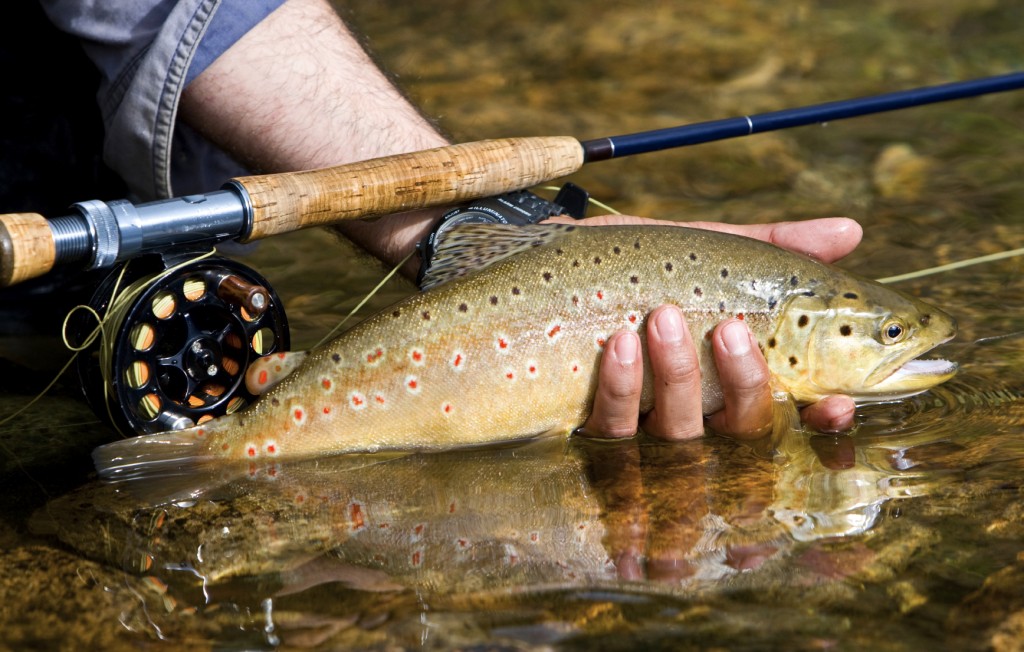 Asheville Fly Fishing Trail