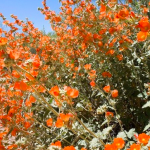 Warm Up Your Garden With Orange Flowers
